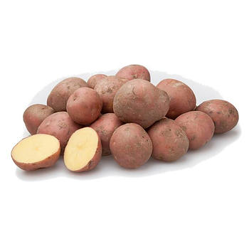 Nieuwe oogst Bildtstar aardappelen