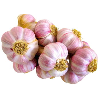 Roze Knoflook